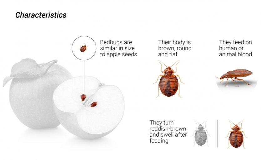 Hong Kong Authorities Take Swift Action to Address Bedbug Concerns Amidst Recent Incidents