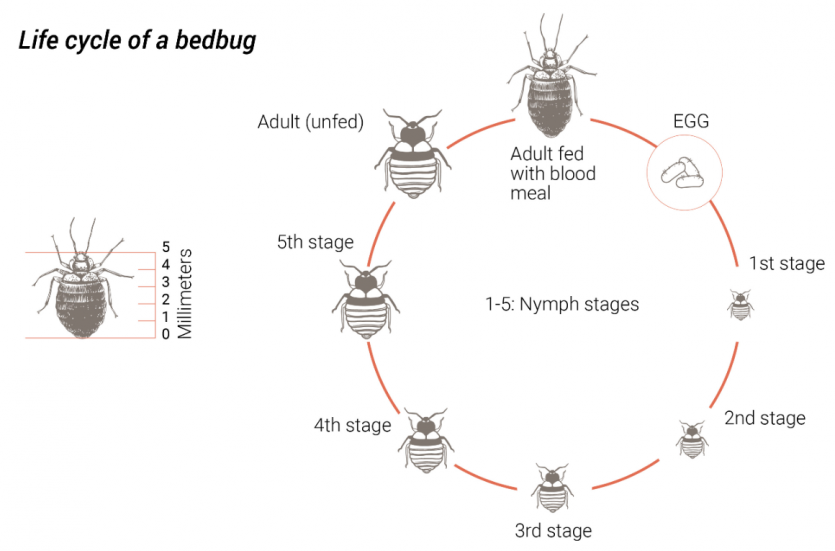 Hong Kong Authorities Take Swift Action to Address Bedbug Concerns Amidst Recent Incidents