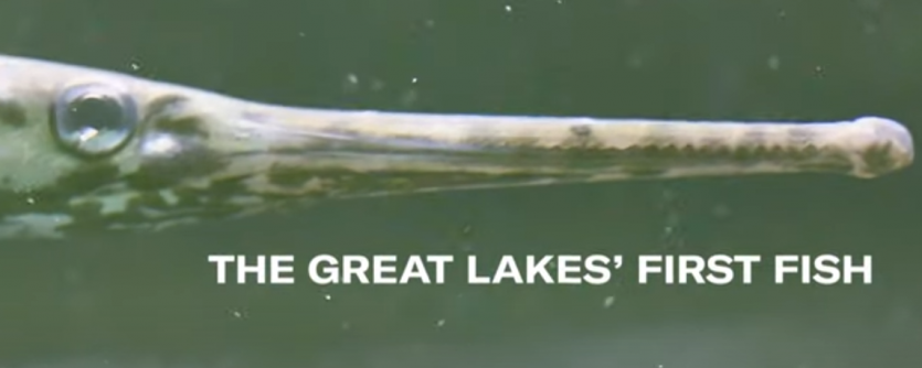 Great Lakes Fish Adapt to Climate Change, but Challenges Remain