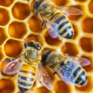 Honeybees The Masters of Democracy We Should Emulate